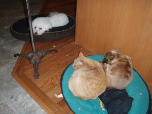 two dogs one cat